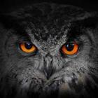 Owl Noir
