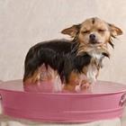 Un chien de prendre un bain
