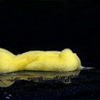 Un objet jaune dans l'eau