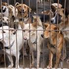 Un groupe de chiens à l'intérieur d'une cage