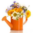 Un arrosoir orange avec des fleurs en elle