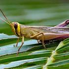 A Grasshopper sur une feuille