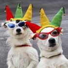 Les chiens avec des lunettes de soleil et des chapeaux de fête sur