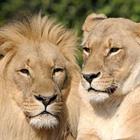 Un lion mâle à côté d'une femme Lion