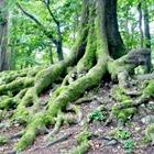 Tronc d'arbre et les racines vertes