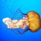 Une méduse dans l'océan