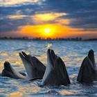 Un groupe de dauphins dans l'océan