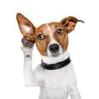 Un chien avec sa patte à son oreille
