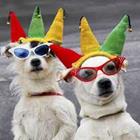 Les chiens avec des lunettes de soleil et des chapeaux