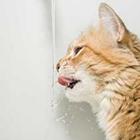 Cat potable sur robinet d'eau